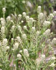 Fotografia da espécie Lepidium campestre