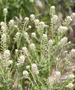 Fotografia da espécie Lepidium campestre