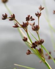 Fotografia da espécie Juncus articulatus