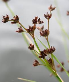 Fotografia da espécie Juncus articulatus