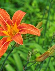 Hemerocallis fulva