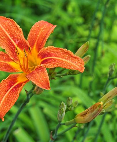 Fotografia de capa Hemerocallis fulva - do Jardim Botânico