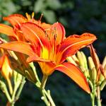 Fotografia 10 da espécie Hemerocallis fulva do Jardim Botânico UTAD