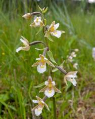 Fotografia da espécie Epipactis palustris