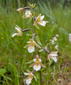 Fotografia da espécie Epipactis palustris