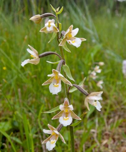 Fotografia de capa Epipactis palustris - do Jardim Botânico