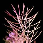 Fotografia 1 da espécie Epilobium angustifolium do Jardim Botânico UTAD