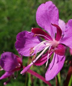 Fotografia da espécie Epilobium angustifolium