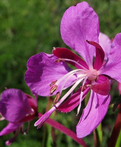 Fotografia de capa Epilobium angustifolium - do Jardim Botânico