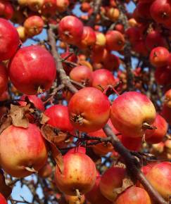 Fotografia da espécie Malus domestica