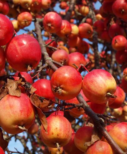 Fotografia de capa Malus domestica - do Jardim Botânico