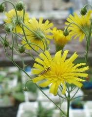 Hieracium umbellatum