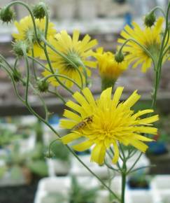 Fotografia da espécie Hieracium umbellatum