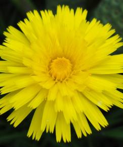 Fotografia da espécie Hieracium lachenalii