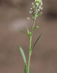 Lepidium virginicum