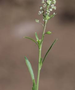 Fotografia da espécie Lepidium virginicum