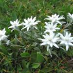 Fotografia 14 da espécie Leontopodium alpinum do Jardim Botânico UTAD