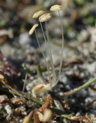 Littorella uniflora