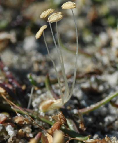 Fotografia de capa Littorella uniflora - do Jardim Botânico