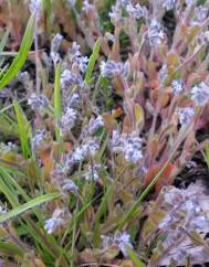 Myosotis stricta