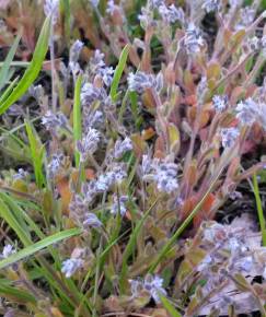 Fotografia da espécie Myosotis stricta