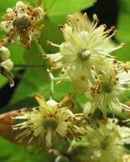 Fotografia da espécie Tilia cordata