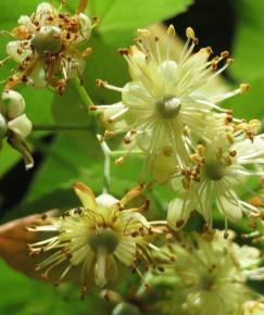 Fotografia da espécie Tilia cordata