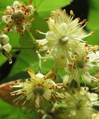 Fotografia de capa Tilia cordata - do Jardim Botânico