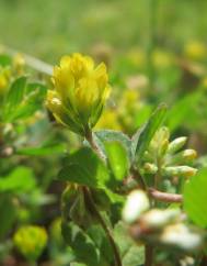 Trifolium dubium