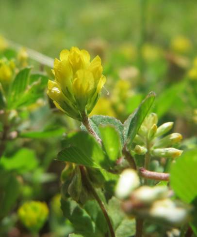 Fotografia de capa Trifolium dubium - do Jardim Botânico