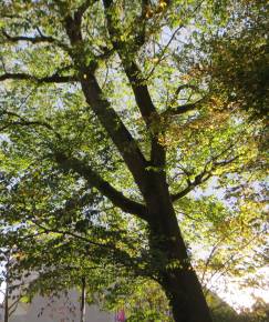 Fotografia da espécie Ulmus glabra