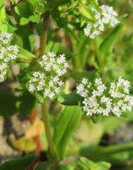 Valerianella locusta