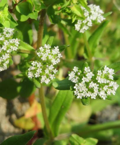 Fotografia de capa Valerianella locusta - do Jardim Botânico