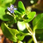 Fotografia 5 da espécie Veronica beccabunga do Jardim Botânico UTAD