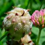 Fotografia 1 da espécie Trifolium fragiferum do Jardim Botânico UTAD