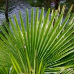 Fotografia 5 da espécie Trachycarpus fortunei do Jardim Botânico UTAD