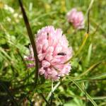 Fotografia 6 da espécie Trifolium fragiferum do Jardim Botânico UTAD