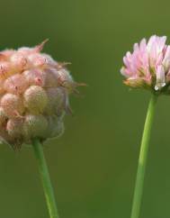 Trifolium fragiferum