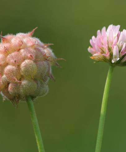 Fotografia de capa Trifolium fragiferum - do Jardim Botânico