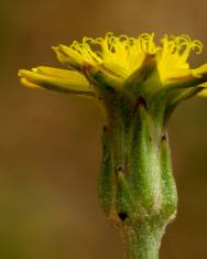 Fotografia da espécie Scorzonera laciniata