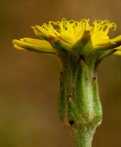 Fotografia de capa Scorzonera laciniata - do Jardim Botânico