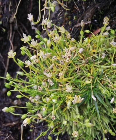 Fotografia de capa Sagina saginoides - do Jardim Botânico