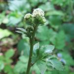 Fotografia 3 da espécie Sanicula europaea do Jardim Botânico UTAD