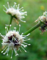 Sanicula europaea