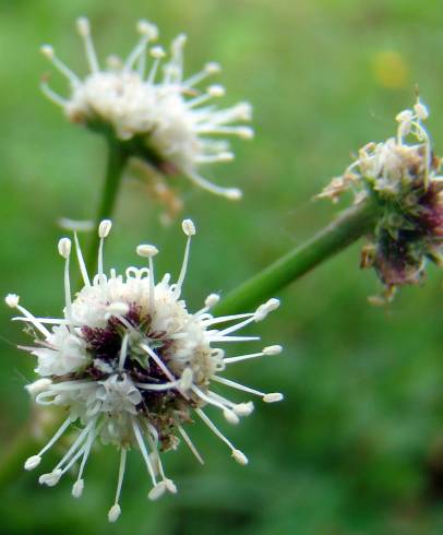 Fotografia de capa Sanicula europaea - do Jardim Botânico