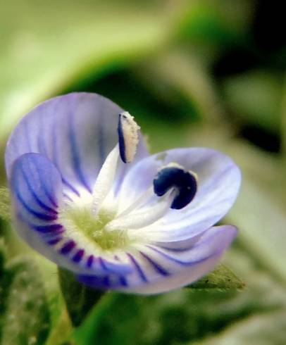 Fotografia de capa Veronica polita - do Jardim Botânico