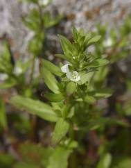 Veronica peregrina