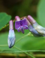 Vicia orobus