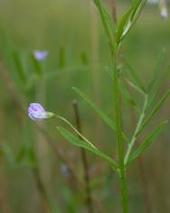 Fotografia da espécie Vicia tetrasperma