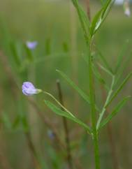 Vicia tetrasperma